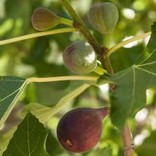When he reached it, he found nothing but leaves, because it was not the season for figs. More Questions And Answers Gardening Austin