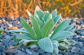 Image result for Verbascum