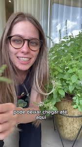 Podes às flores do manjericão