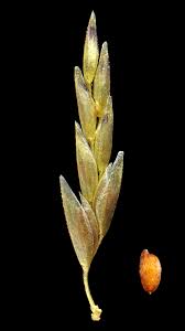 Image result for Eragrostis pilosa