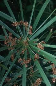 Image result for Cyperus amauropus