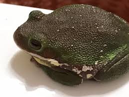 Image result for Hippocratea graciliflora