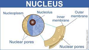 Check spelling or type a new query. Nuclear Membrane Function Biology Wise