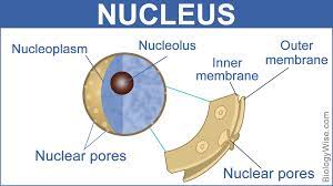 85 524 просмотра • 21 нояб. Nuclear Membrane Function Biology Wise