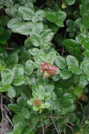 Image result for Mystroxylon