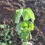 Image result for Grewia trichocarpa