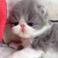 Treasured kittens offers the finest teacup kittens and persian kittens for sale. Newborn Persian Kitten So Tiny Precious Pretty Cats Cute Animals Persian Kittens