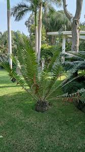 Image result for Encephalartos villosus