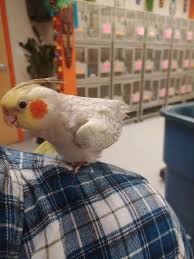 Thank you for visiting the family pet center website. Woofmeow Family Pet Center 19 Manchester Rd Unit A Derry Nh 03038 Usa