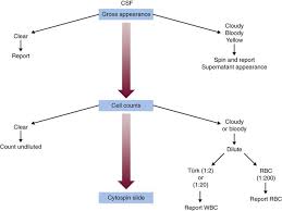 body fluids in the hematology laboratory oncohema key