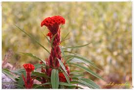 Image result for Celosia stuhlmanniana