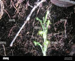 Image result for Habenaria arenaria