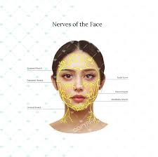 Facial Anatomy Pictures