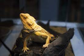 As a general rule, it is safe for a bearded dragon to eat zucchini. Can Bearded Dragons Eat Zucchini