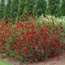 Buy your flowering quince chaenomeles 'texas scarlet' bush today! Double Take Scarlet Quince Chaenomeles Speciosa Proven Winners