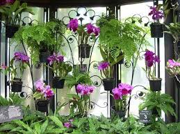 Silahkan tuliskan komentar anda yang sesuai dengan topik postingan halaman ini. Cara Menanam Bunga Anggrek Di Pekarangan Rumah Kumpulan Berkebun16