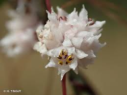 Image result for Cuscuta planiflora