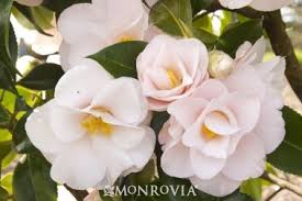 Monrovia S Magnoliaeflora Camellia Details And Information Learn More About Monrovia Plants And Best Practices For Be Flower Boutique Camellia Monrovia Plants