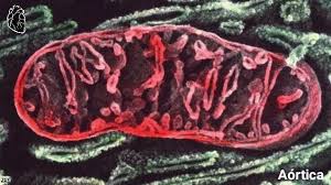 MITOCONDRIA VISTA AL MICROSCOPIO ELECTRÓNICO Las mitocondrias son orgánulos  celulares encargados de suministrar la mayor parte de la energía necesaria  para la actividad celular (respiración celular). ​ Actúan como centrales  energéticas de