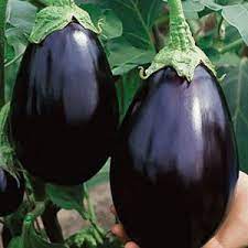 404 Eggplant Plant Eggplant Seeds Vegetable Seed