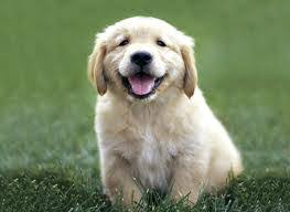 Is expected to be born in march of 2021. Miniature Golden Retriever Golden Retriever Coker Spaniel Poodle Mix