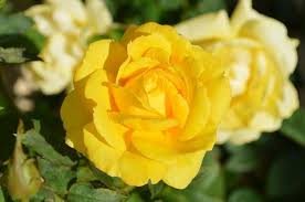 Awesome Yellow Flowers Meaning Love And Description Beautiful Rose Flowers Images Hybrid Tea Roses Yellow Rose Flower
