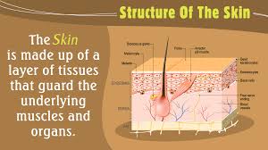 Integumentary System Quiz Free At Quizzma