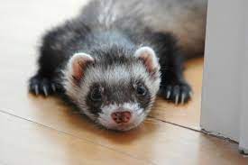 In large pet stores like petco, you can typically find ferrets between 100 and 200 dollars. Petco On Twitter Didyouknow Ferrets Can Be Trained To Use A Litter Box Http T Co Wa0ok9t7mq