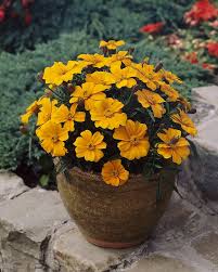Image result for tagetes)