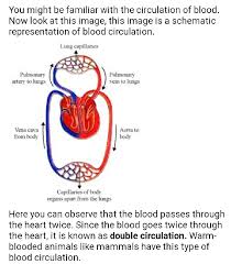 Explain The Process Of Double Circulation With The Help Of A