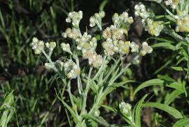 Image result for Helichrysum lastii