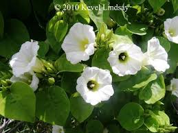 Image result for Turbina longiflora