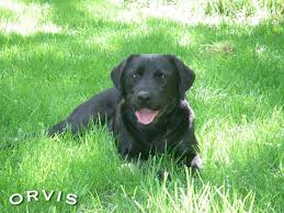 In fact, most pest control treatments do not affect pets and are considered safe, but a few may end up proving harmful. Dog Safe Garden Pest Control Orvis News