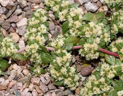 Image result for Guilleminea densa