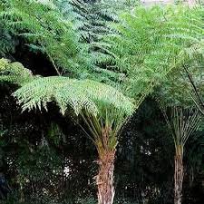 Image result for Cyathea mildbraedii