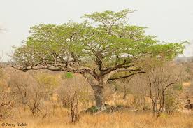 Image result for Afzelia