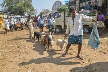 Kuruba shepherds lose their security blanket - Vikalp Sangam