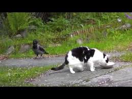Start date mar 7, 2007. Crow Pulls My Cats Tail Youtube
