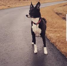 Look into why your german shepherd barks at strangers to help you understand how to help them. Anxiety Dog Barking At Guests Strangers And Other Dogs