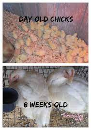 Raising Chickens For Meat Raising Meat Chickens Meat Birds Raising Turkeys