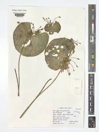 Image result for Nymphoides forbesiana
