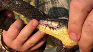 Two subspecies of northern watersnakes (nerodia sipedon) range across most of indiana. Plain Belly Water Snake Vs Diamondback Water Snake Vs Cottonmouth Youtube