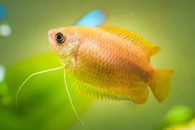 13 Safe And Compatible Betta Fish Tank Mates - Pethelpful