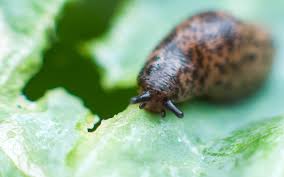 Garden slug damage can happen before you even know there is an infestation. Man Dies 8 Years After Swallowing A Live Slug That Left Him Paralyzed Live Science
