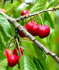 Commercial cherries are obtained from cultivars of several species. Cherry Tree Planting Pruning And Advice On Caring For The Best Varieties