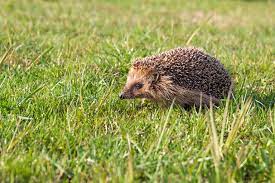 Sehr seltener albino igel im kreis biberach gesichtet. Wilden Igeln Im Garten Helfen 10 Tipps Zooplus Magazin