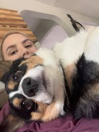 New German Shepherd Puppy Introduction