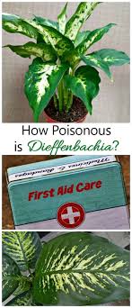 Dieffenbachia Poisoning How Toxic Is This Houseplant With Images House Plants Dieffenbachia Houseplant Types Of Christmas Trees