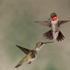 By email protected june 14, 2021. Ruby Throated Hummingbird New England Garden Clubs