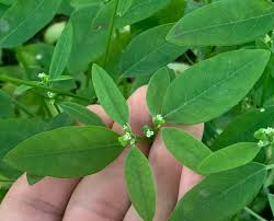 Image result for Euphorbia graminea